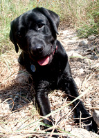 Harley